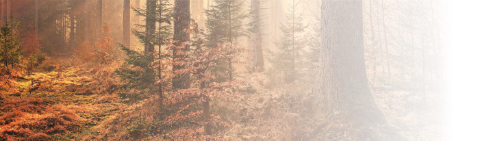Four Seasons